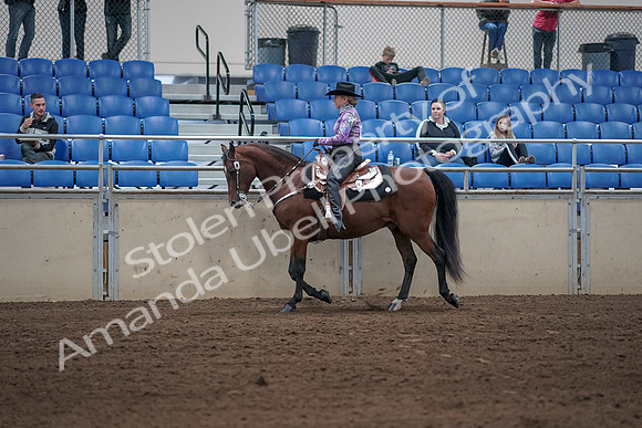 2019 Morgan Horse Show - Sept 01, 2019 - 06766