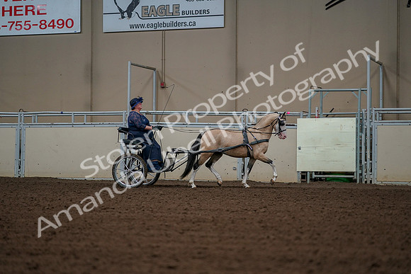 2019 Morgan Horse Show - Aug 30, 2019 - 13456