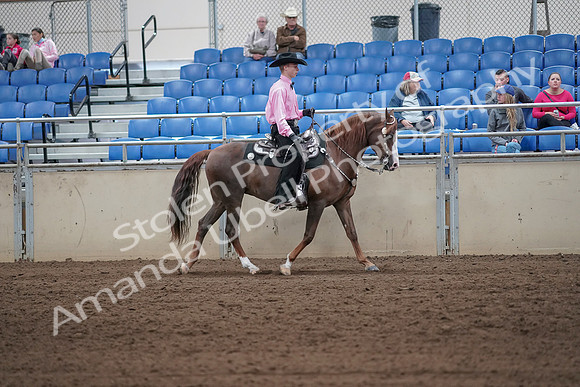 2019 Morgan Horse Show - Sept 01, 2019 - 07158