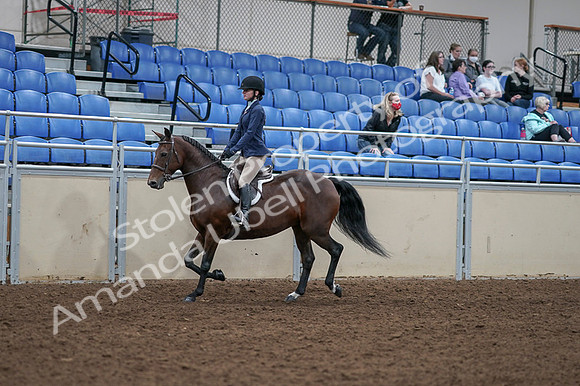 2020 - AB Morgan Horse - Fri, Sept 04 - 05882