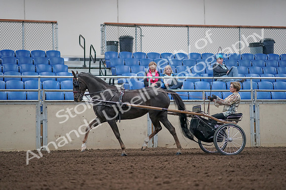 2019 Morgan Horse Show - Aug 31, 2019 - 10264