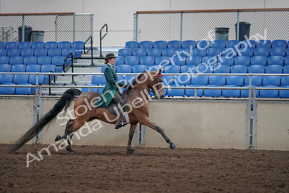 2019 Morgan Horse Show - Sept 01, 2019 - 13414