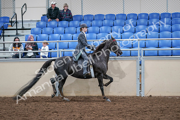 2020 - AB Morgan Horse - Sat, Sept 05 - 13934