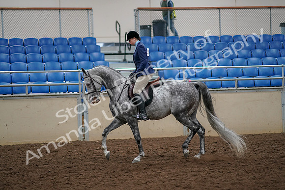 2019 Morgan Horse Show - Aug 30, 2019 - 22199