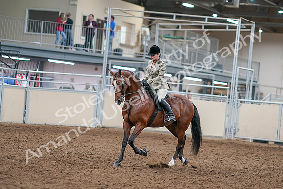 2020 - AB Morgan Horse - Sat, Sept 05 - 14349