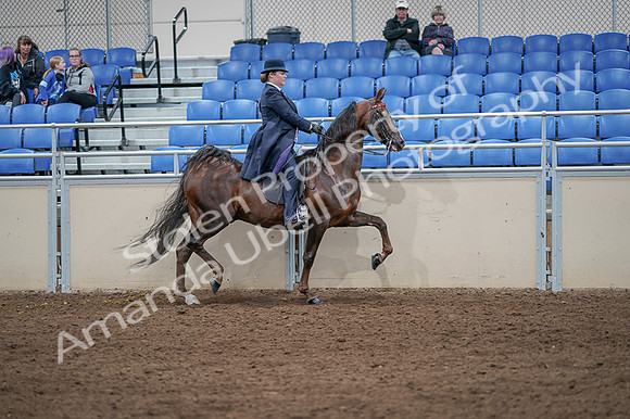 2020 - AB Morgan Horse - Fri, Sept 04 - 08090