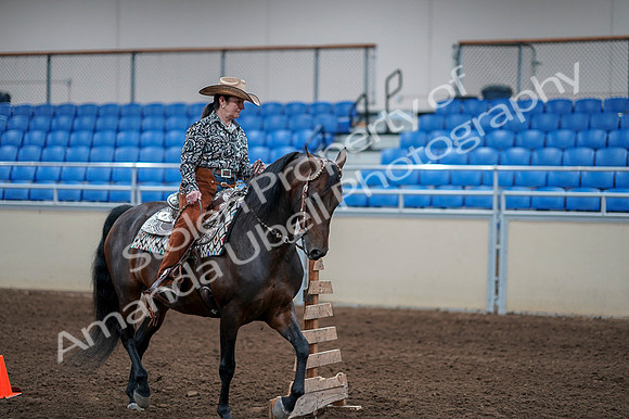 2020 - AB Morgan Horse - Fri, Sept 04 - 00386