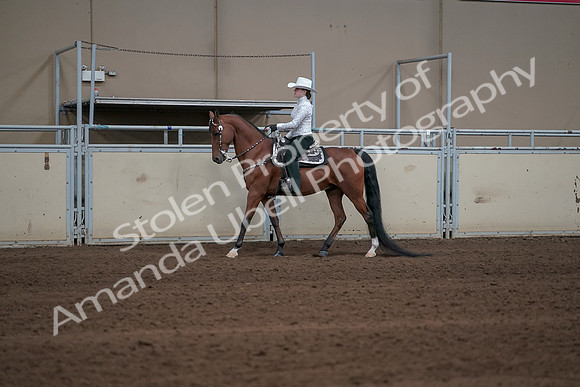 2019 Morgan Horse Show - Sept 01, 2019 - 06932