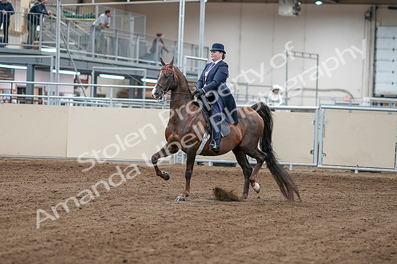 2020 - AB Morgan Horse - Fri, Sept 04 - 07866