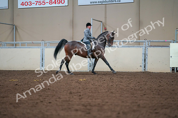 2019 Morgan Horse Show - Aug 30, 2019 - 21012