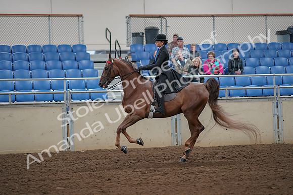 2019 Morgan Horse Show - Aug 30, 2019 - 25196