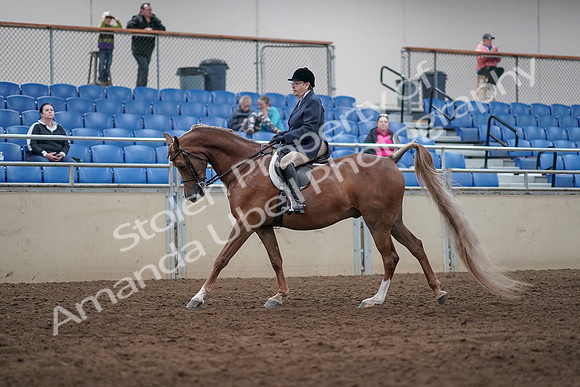 2019 Morgan Horse Show - Sept 01, 2019 - 08731