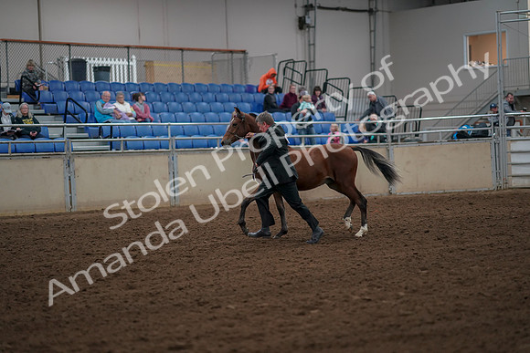 2019 Morgan Horse Show - Aug 30, 2019 - 25537