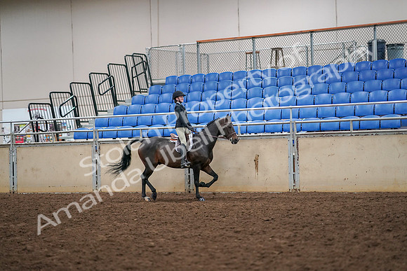 2019 Morgan Horse Show - Aug 30, 2019 - 12412