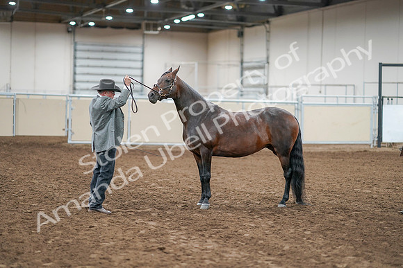 2020 - AB Morgan Horse - Sat, Sept 05 - 00220