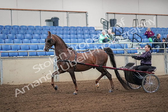 2019 Morgan Horse Show - Aug 30, 2019 - 13074