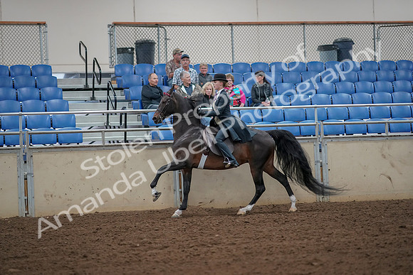 2019 Morgan Horse Show - Aug 30, 2019 - 25178