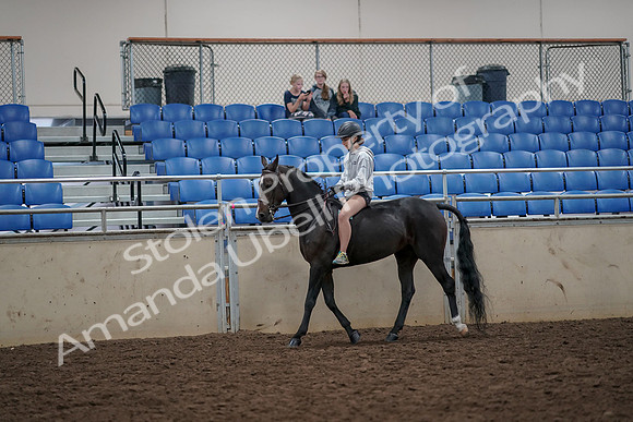 2019 Morgan Horse Show - Aug 30, 2019 - 31220