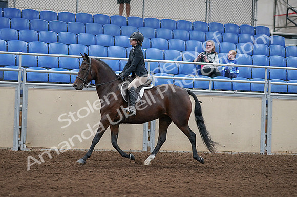 2020 - AB Morgan Horse - Fri, Sept 04 - 05904