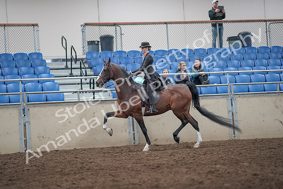 2019 Morgan Horse Show - Aug 31, 2019 - 08696