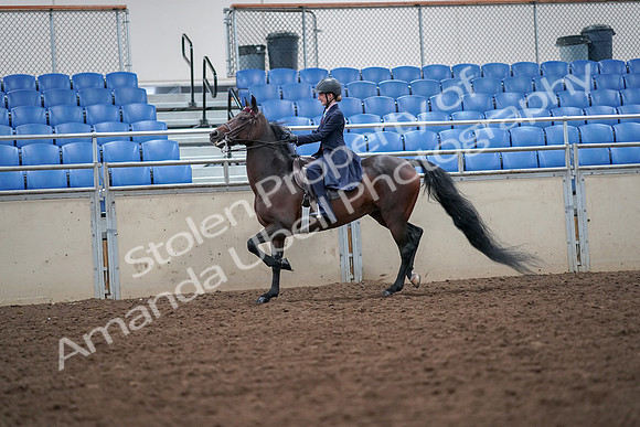 2019 Morgan Horse Show - Aug 30, 2019 - 17799