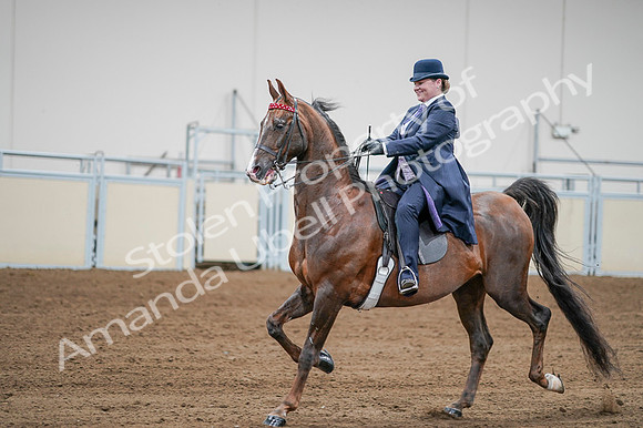 2020 - AB Morgan Horse - Fri, Sept 04 - 08221