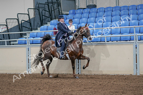 2020 - AB Morgan Horse - Fri, Sept 04 - 08080