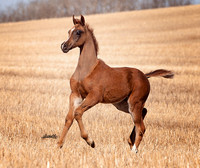 Arabians - 051