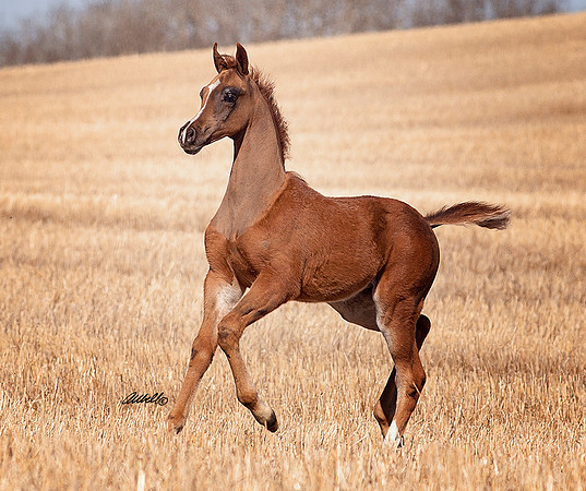 Arabians - 051