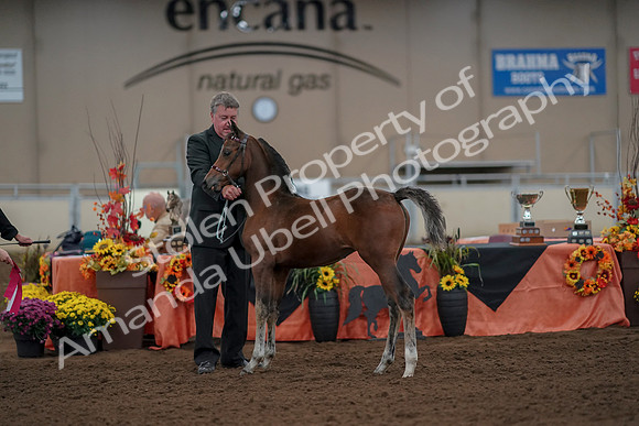 2019 Morgan Horse Show - Aug 30, 2019 - 24946