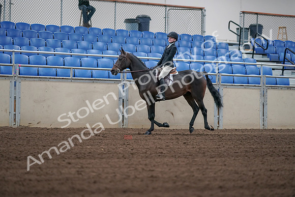 2019 Morgan Horse Show - Sept 01, 2019 - 03751
