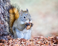 NA Wild Animals - 035