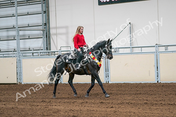 2020 - AB Morgan Horse - Sat, Sept 05 - 10468