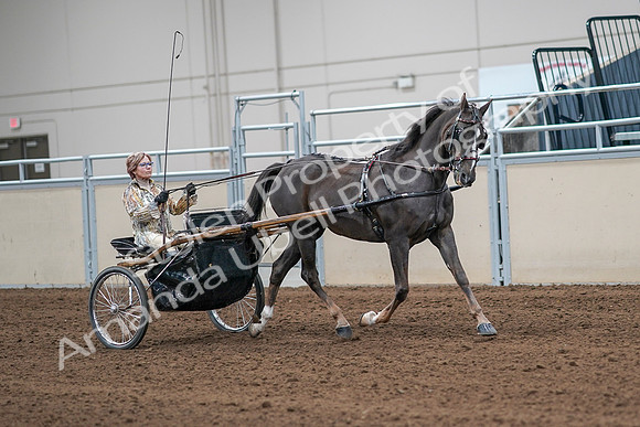2020 - AB Morgan Horse - Sat, Sept 05 - 05932