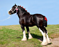 other breeds - 010