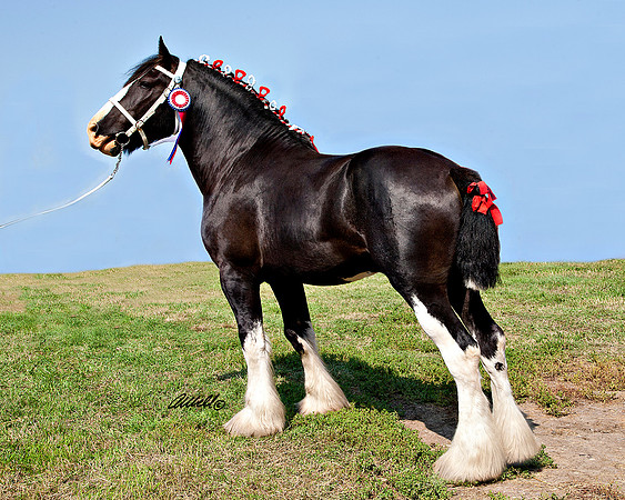 other breeds - 010