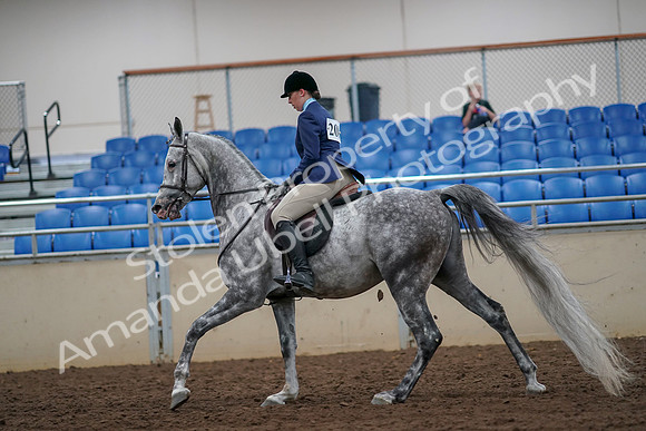 2019 Morgan Horse Show - Aug 30, 2019 - 16385