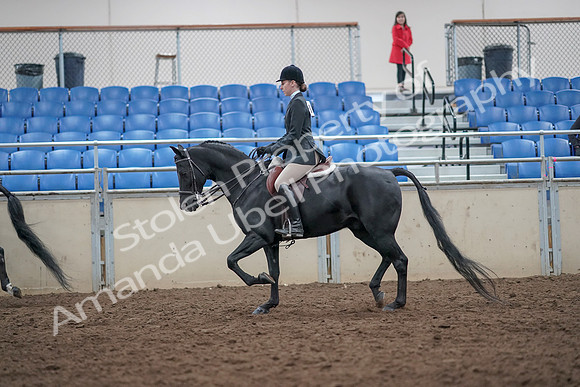 2019 Morgan Horse Show - Aug 31, 2019 - 17142