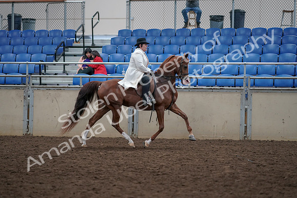 2019 Morgan Horse Show - Aug 31, 2019 - 17976