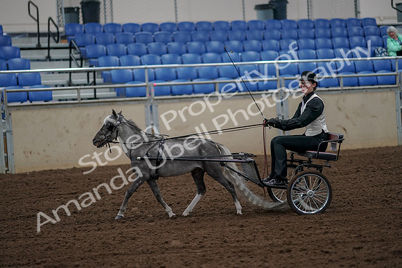 2019 Morgan Horse Show - Aug 30, 2019 - 13145