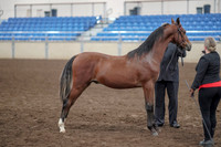 2019 Morgan Horse Show - Aug 31, 2019 - 00140