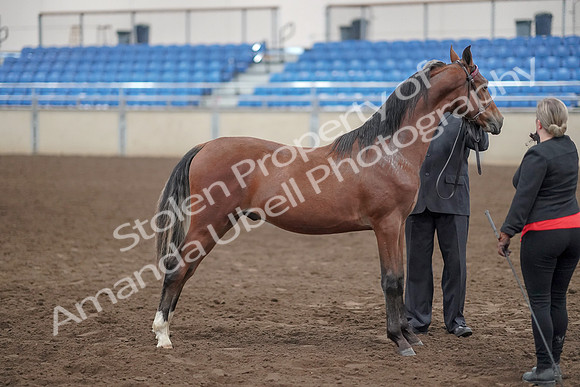 2019 Morgan Horse Show - Aug 31, 2019 - 00140