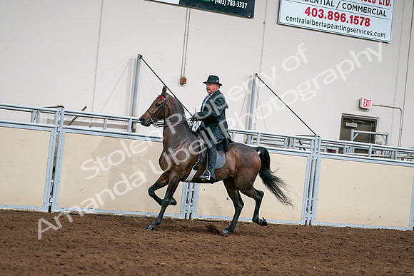 2020 - AB Morgan Horse - Sat, Sept 05 - 08120