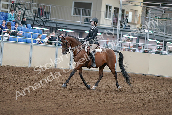 2020 - AB Morgan Horse - Fri, Sept 04 - 05853