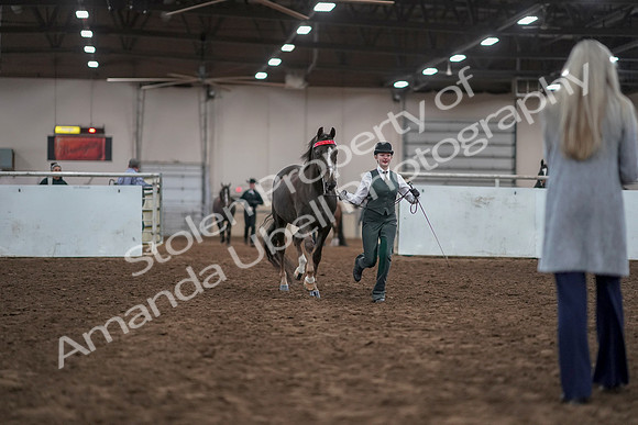2019 Morgan Horse Show - Aug 31, 2019 - 01891