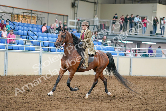 2020 - AB Morgan Horse - Sat, Sept 05 - 07948
