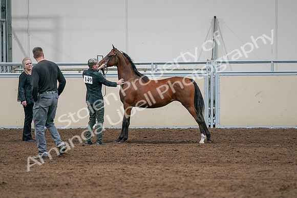 2020 - AB Morgan Horse - Fri, Sept 04 - 07608