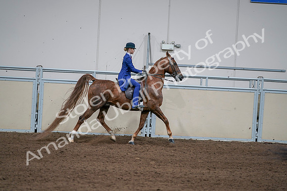 2020 - AB Morgan Horse - Fri, Sept 04 - 05155
