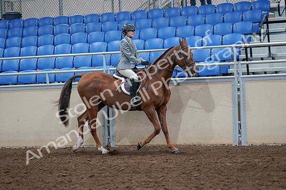 2020 - AB Morgan Horse - Fri, Sept 04 - 03109