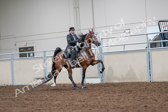 2020 - AB Morgan Horse - Sat, Sept 05 - 13196